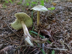 Rhodocollybia asema