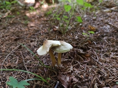 Rhodocollybia asema