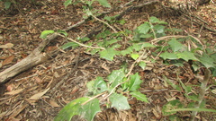 Alchornea