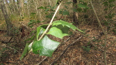 Alchornea