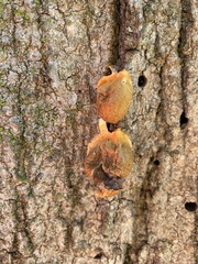 Lycogala flavofuscum