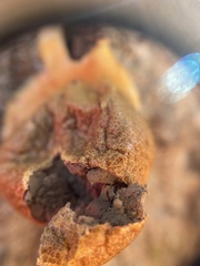 Lycogala flavofuscum