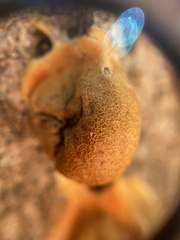 Lycogala flavofuscum