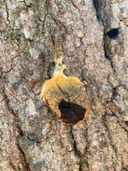 Lycogala flavofuscum