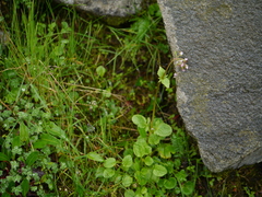 Valeriana himalayana