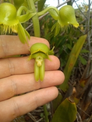 Catasetum gardneri