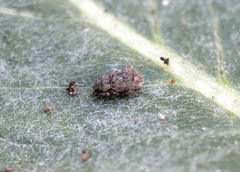 Trachyphloeus scabriculus