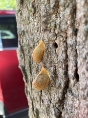 Lycogala flavofuscum