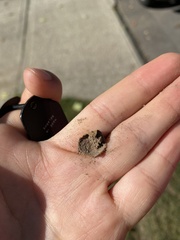 Lycogala flavofuscum