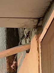 Vespa orientalis