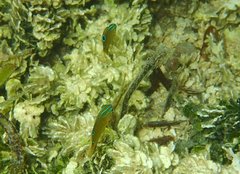 Pomacentrus tripunctatus