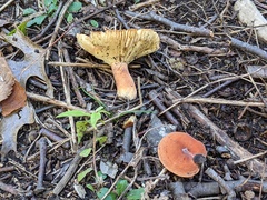 Lactifluus