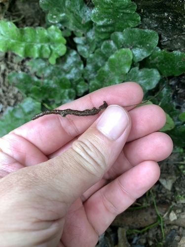 Tectaria zeilanica, photograph 6