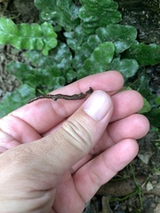 Tectaria zeilanica, photograph 呂一起(Lyu yi-chi), CC BY, iNaturalist via GBIF