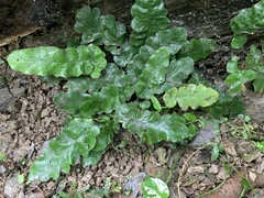 Tectaria zeilanica, photograph 呂一起(Lyu yi-chi), CC BY, iNaturalist via GBIF