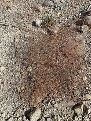 Oxytheca dendroidea dendroidea