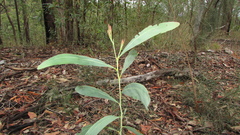 Acacia falcata