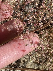 Oxytheca dendroidea dendroidea