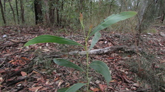 Acacia falcata