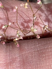 Oxytheca dendroidea dendroidea