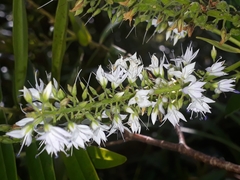 Veronica flavida