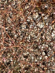 Oxytheca dendroidea dendroidea