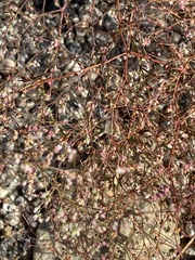 Oxytheca dendroidea dendroidea