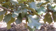 Quercus resinosa