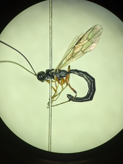 Rhyssella nitida