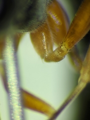 Rhyssella nitida