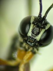 Rhyssella nitida