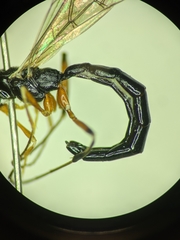 Rhyssella nitida