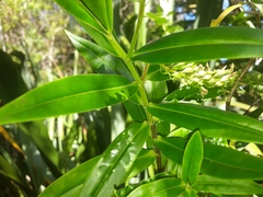 Veronica flavida