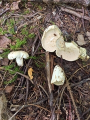 Lactifluus glaucescens