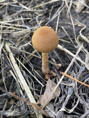 Fungi