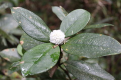 Rudgea coriacea