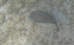 Canthigaster amboinensis
