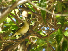Vireo cassinii lucasanus