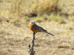 Melaenornis semipartitus