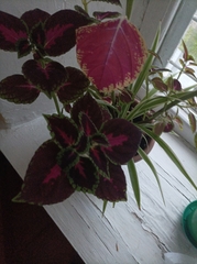 Coleus scutellarioides