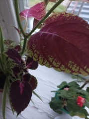 Coleus scutellarioides