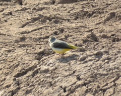 Motacilla cinerea cinerea
