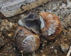 Helix cincta