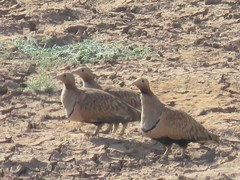 Pterocles orientalis orientalis