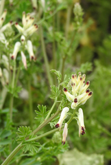 Fumaria capreolata capreolata