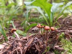 Cudonia confusa
