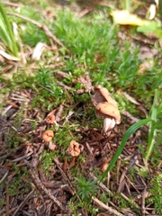 Cudonia confusa