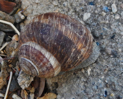 Helix cincta