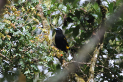 Cacicus chrysonotus
