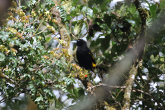 Cacicus chrysonotus
